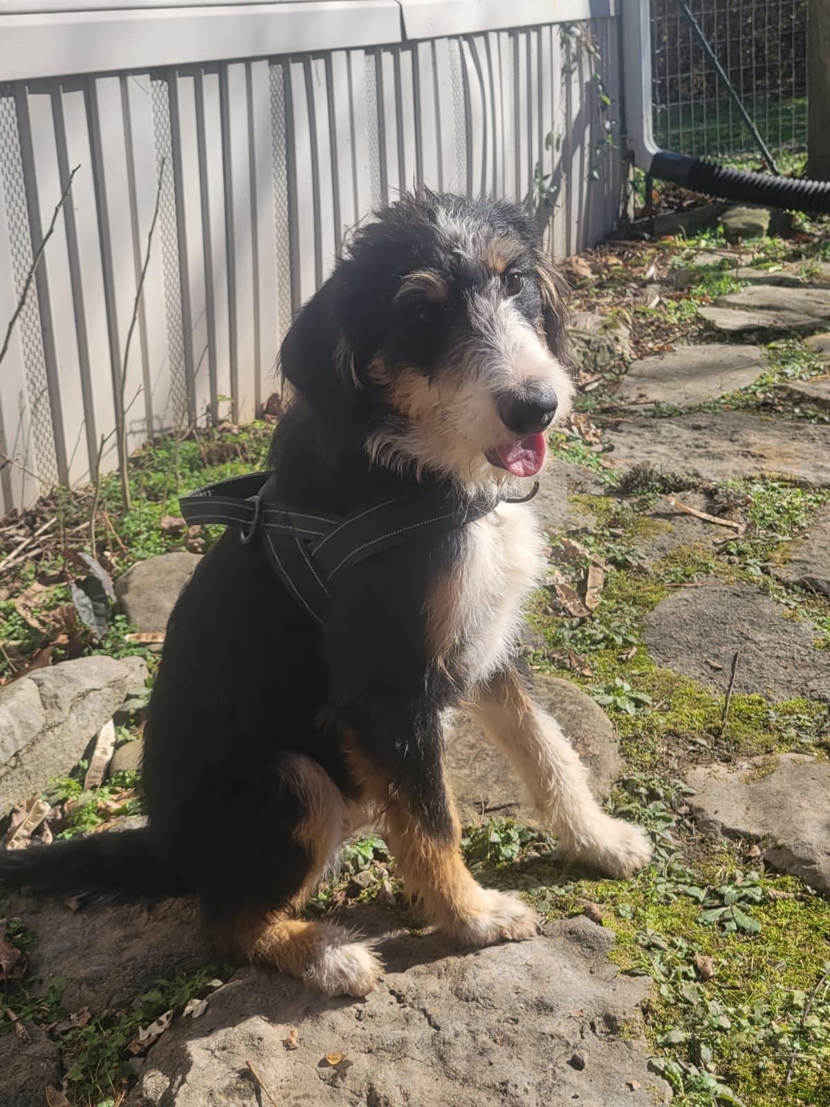 Popcorn, a ADOPTABLE Aussiedoodle in Hilham, TN image 2/3