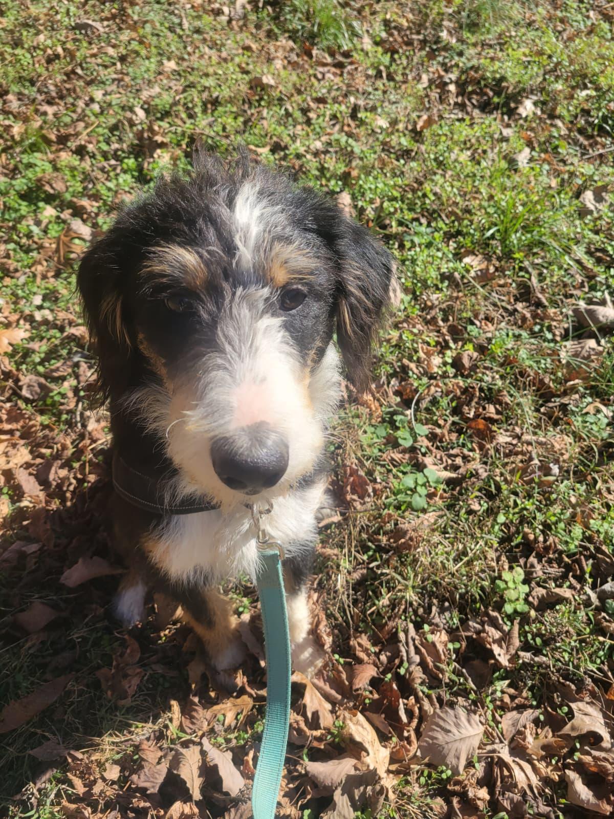 Popcorn, a ADOPTABLE Aussiedoodle in Hilham, TN image 3/3