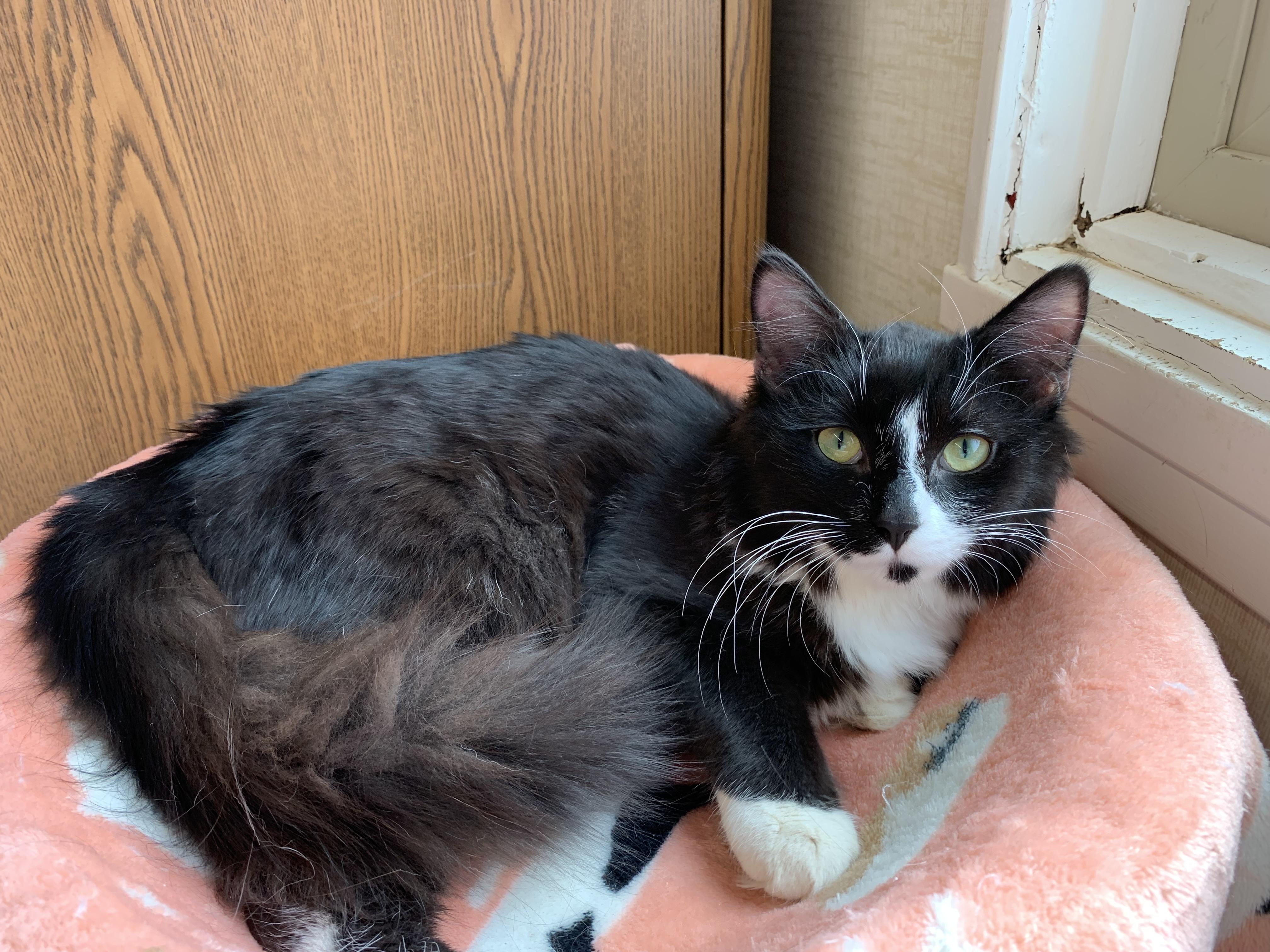 Twilight, adopted, Young Male Domestic Medium Hair.