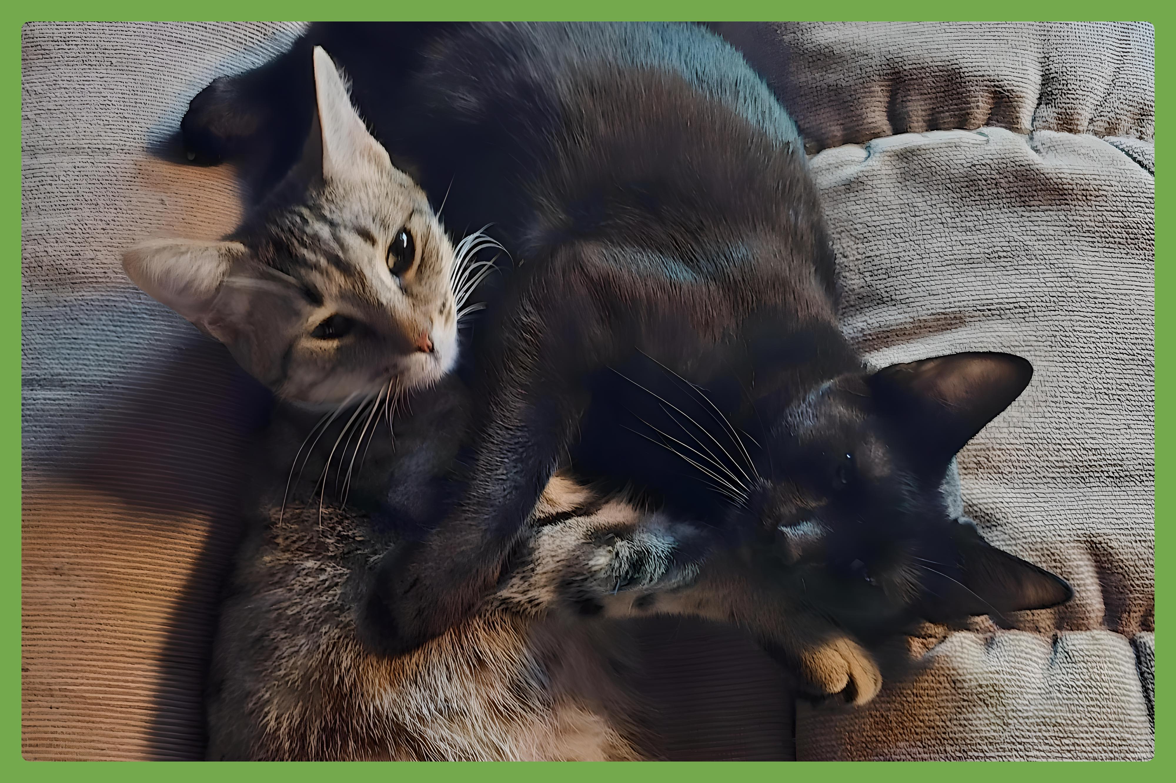 Buster and Renfield, Young Male unknown