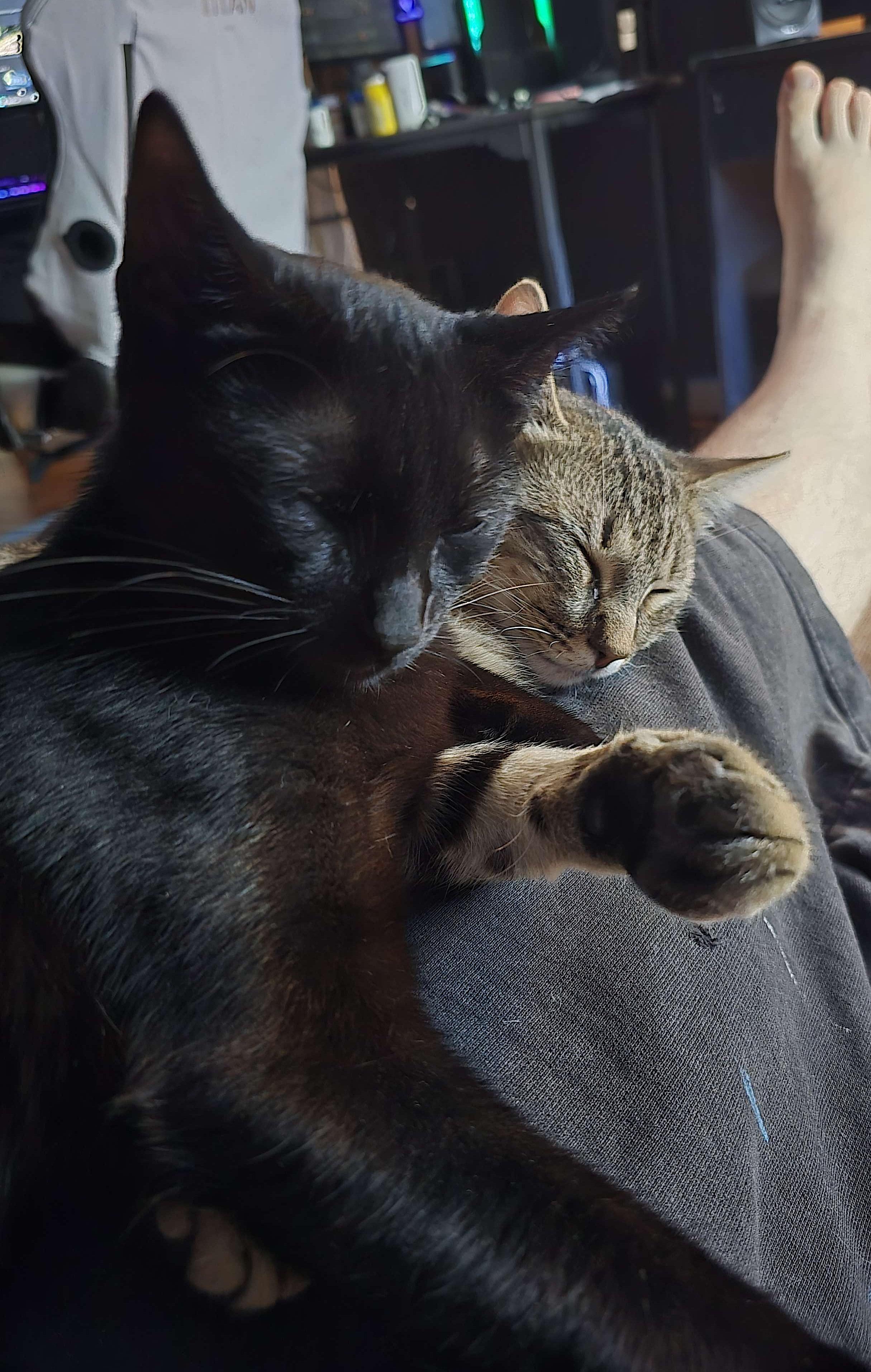 Buster and Renfield photo 2