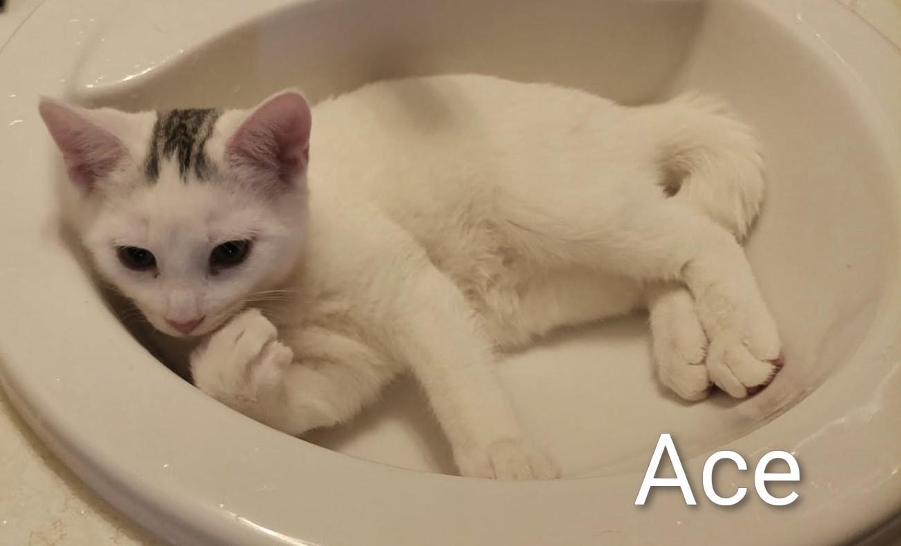 Enlarge Ace, an adoption pending Domestic Short Hair in St Catharines, ON image 1/1