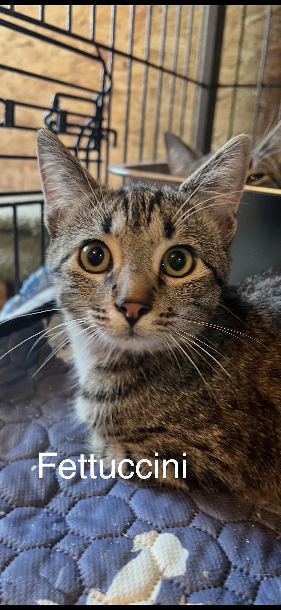 Enlarge Fettuccini, a Adoptable Domestic Short Hair in Sneads Ferry, NC image 1/1