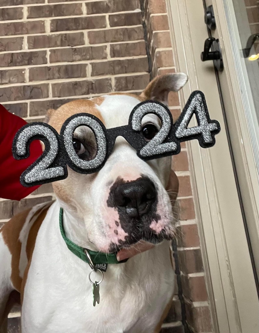 Petey aka "Sweetie Petey", a Adoptable mixed breed in Sewaren, NJ image 4/6