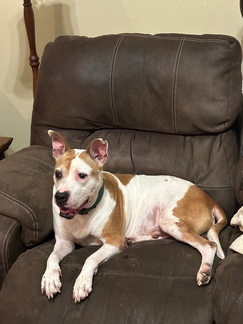 Petey aka "Sweetie Petey" — thumbnail 4