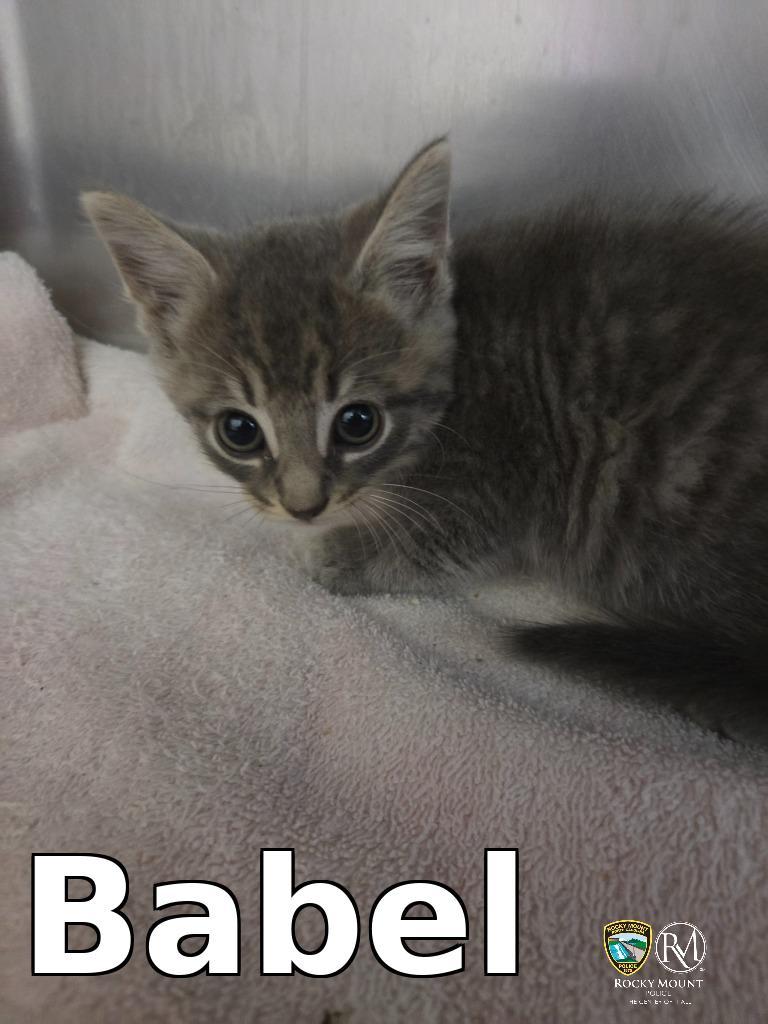 Babel, Adoptable, Kitten Female Domestic Medium Hair.