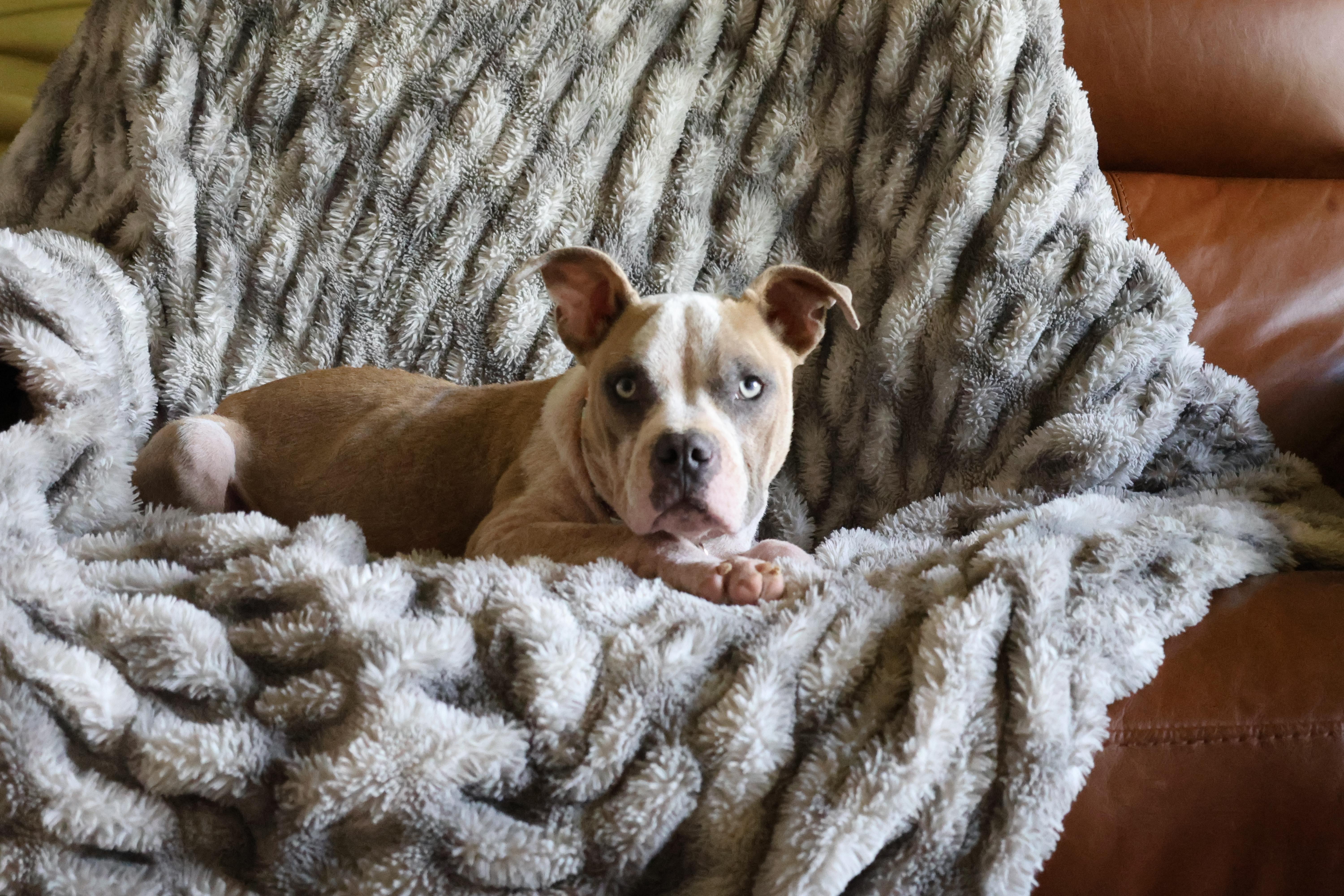 Enlarge Timon, a Adoptable mixed breed in Sioux Falls, SD image 3/6