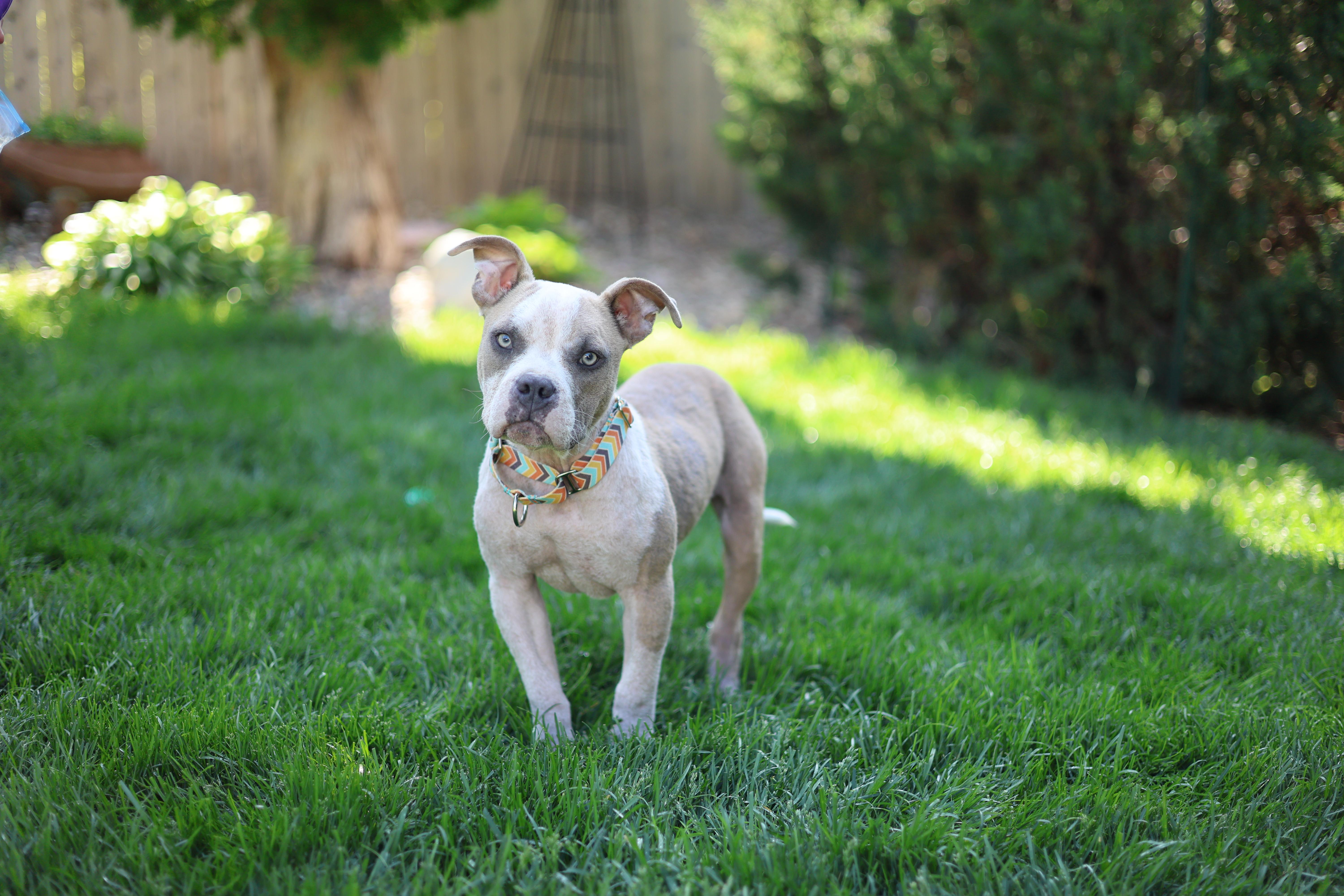 Enlarge Timon, a Adoptable mixed breed in Sioux Falls, SD image 6/6