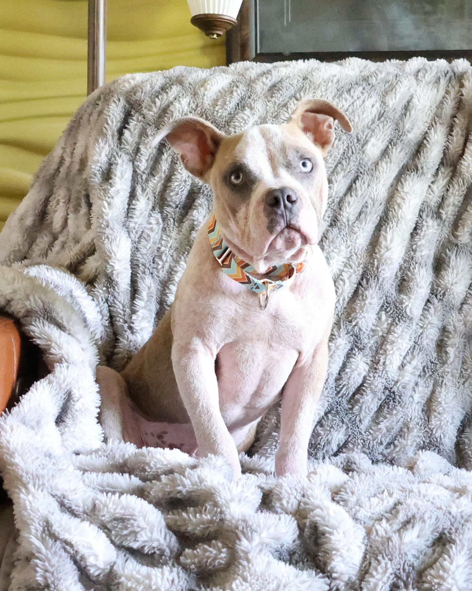 Enlarge Timon, a Adoptable mixed breed in Sioux Falls, SD image 4/6