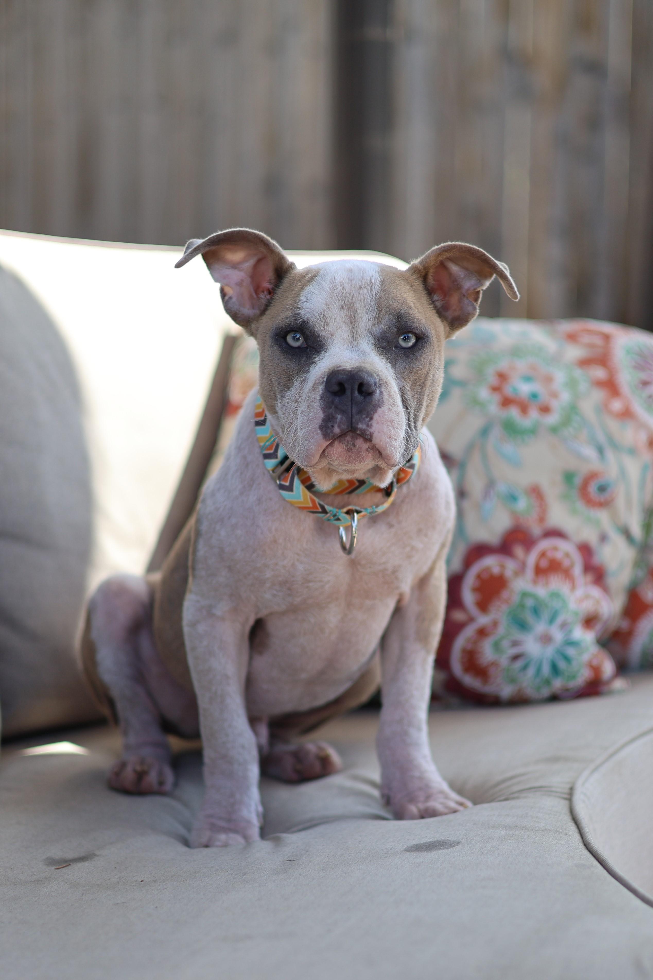 Enlarge Timon, a Adoptable mixed breed in Sioux Falls, SD image 5/6
