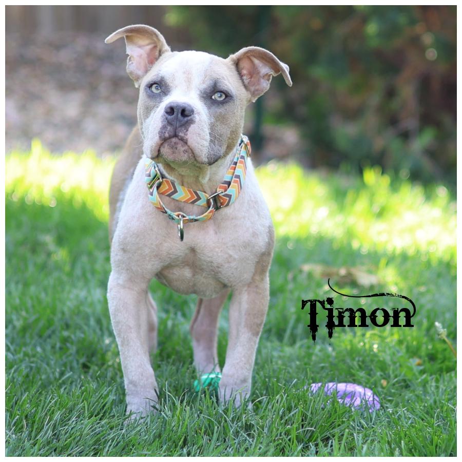 Timon, Adoptable, Puppy Male Terrier.