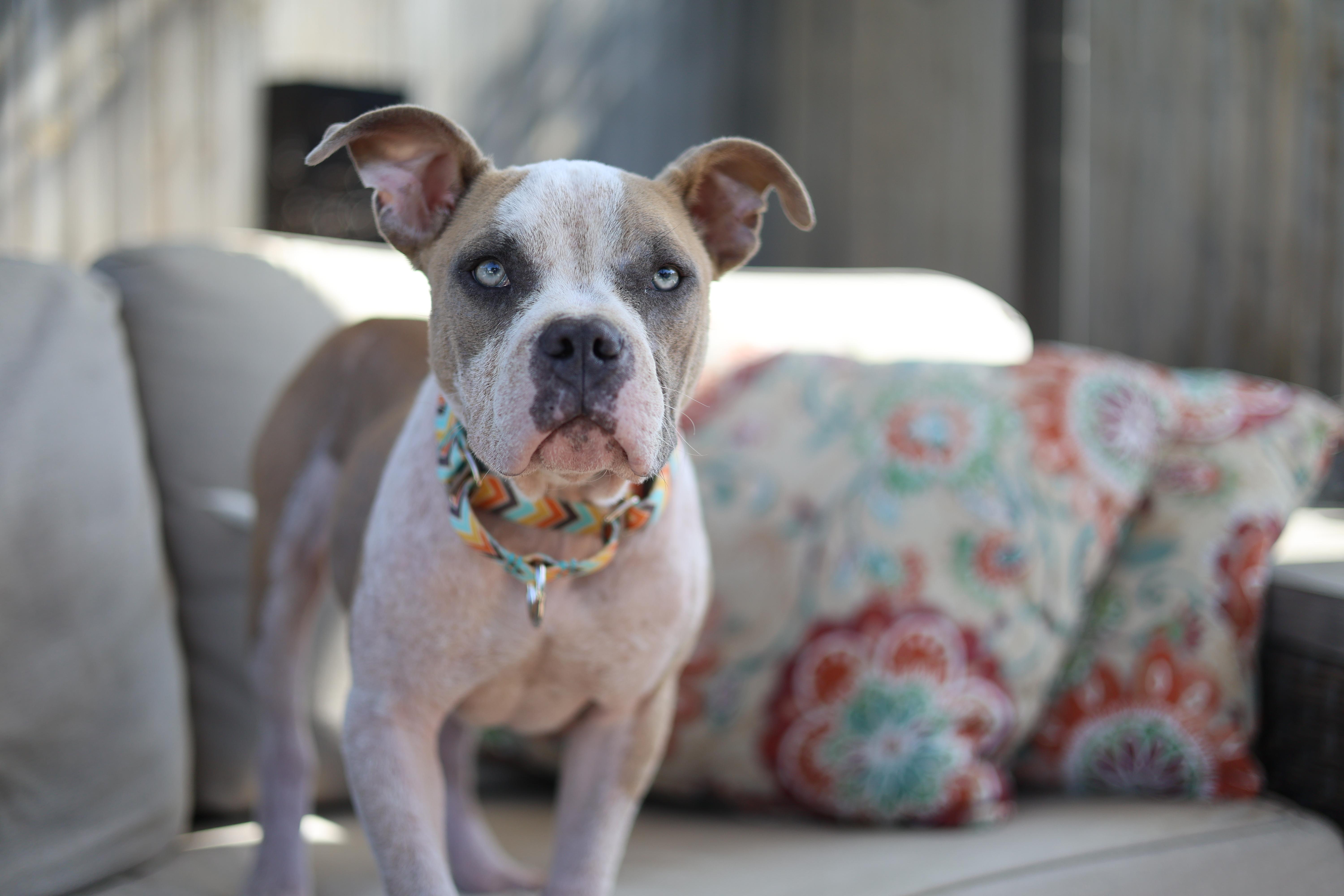 Enlarge Timon, a Adoptable mixed breed in Sioux Falls, SD image 2/6