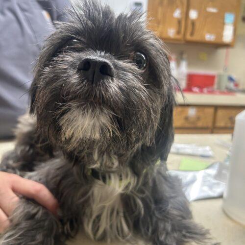 Enlarge Queen Charlotte, a Adoptable mixed breed in Broken Arrow, OK image 2/4