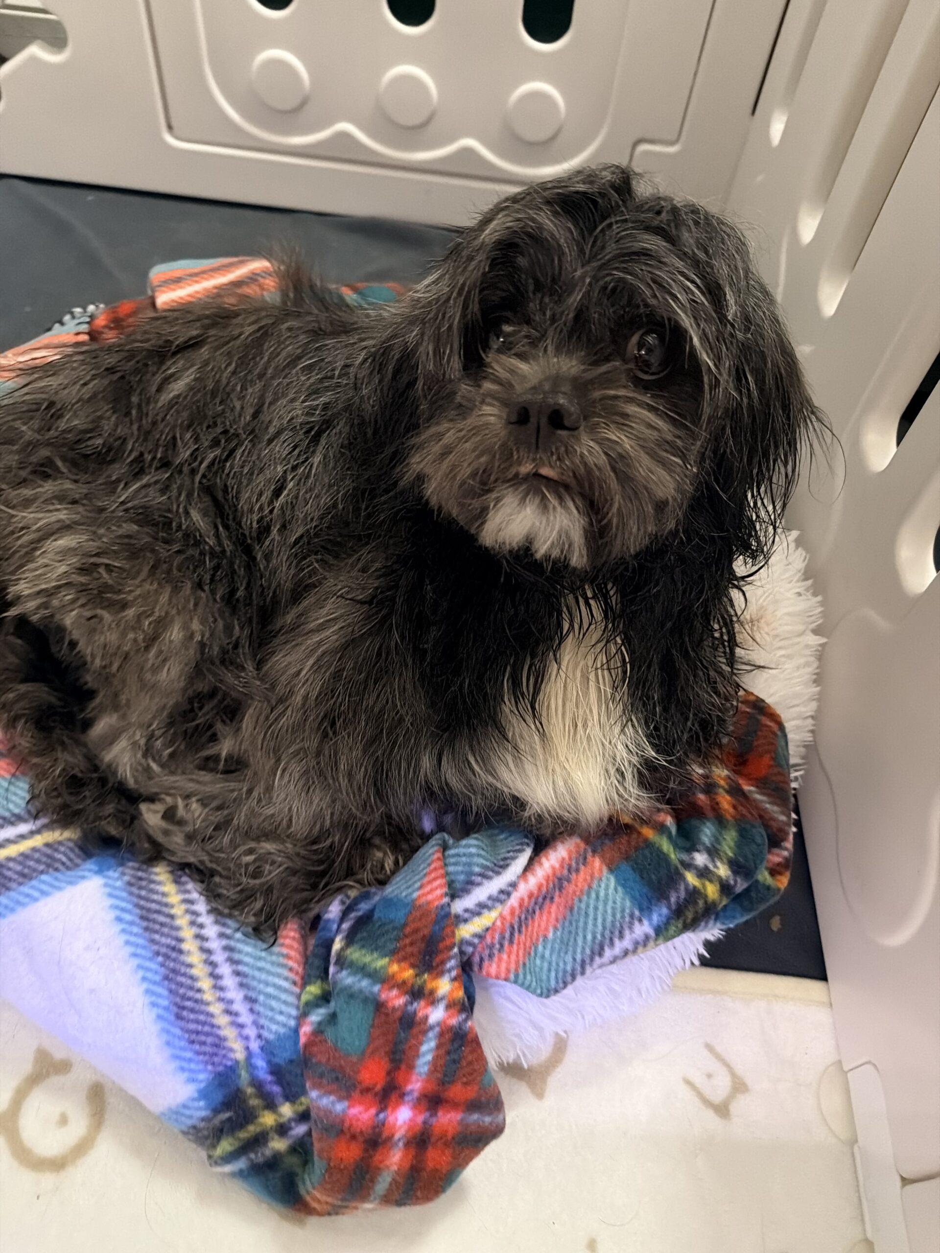 Enlarge Queen Charlotte, a Adoptable mixed breed in Broken Arrow, OK image 3/4