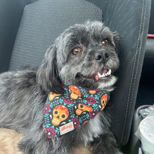 Enlarge Queen Charlotte, a Adoptable mixed breed in Broken Arrow, OK image 4/4