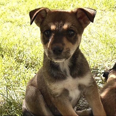 Patsy, Adoptable, Puppy Female Mixed Breed.