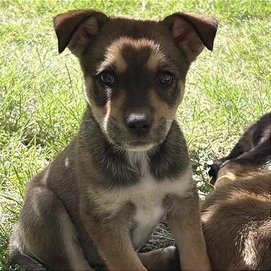 Enlarge Patsy, a Adoptable Mixed Breed in Prescott, AZ image 2/4