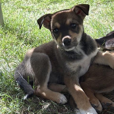 Enlarge Patsy, a Adoptable Mixed Breed in Prescott, AZ image 3/4