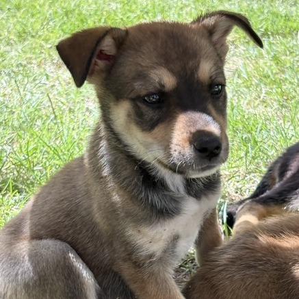 Enlarge Patsy, a Adoptable Mixed Breed in Prescott, AZ image 4/4