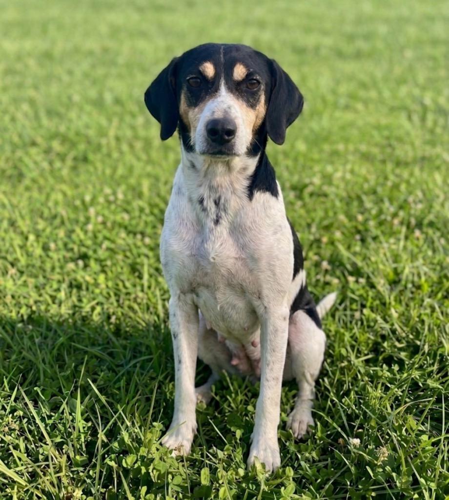 Enlarge Steffani, a Adoptable Coonhound in Wabash, IN image 1/1