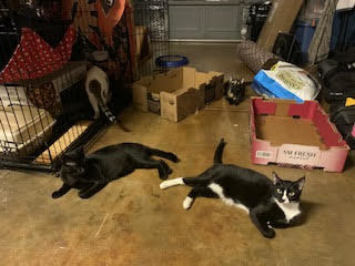 Awanui, a Adoptable Domestic Short Hair in Mililani, HI image 1/8