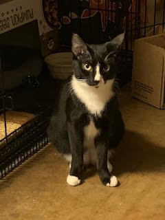 Awanui, Adoptable, Adult Female Domestic Short Hair.