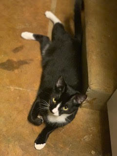 Awanui, a Adoptable Domestic Short Hair in Mililani, HI image 3/8