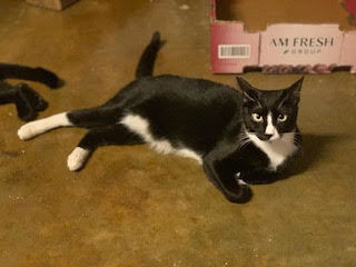 Awanui, a Adoptable Domestic Short Hair in Mililani, HI image 4/8