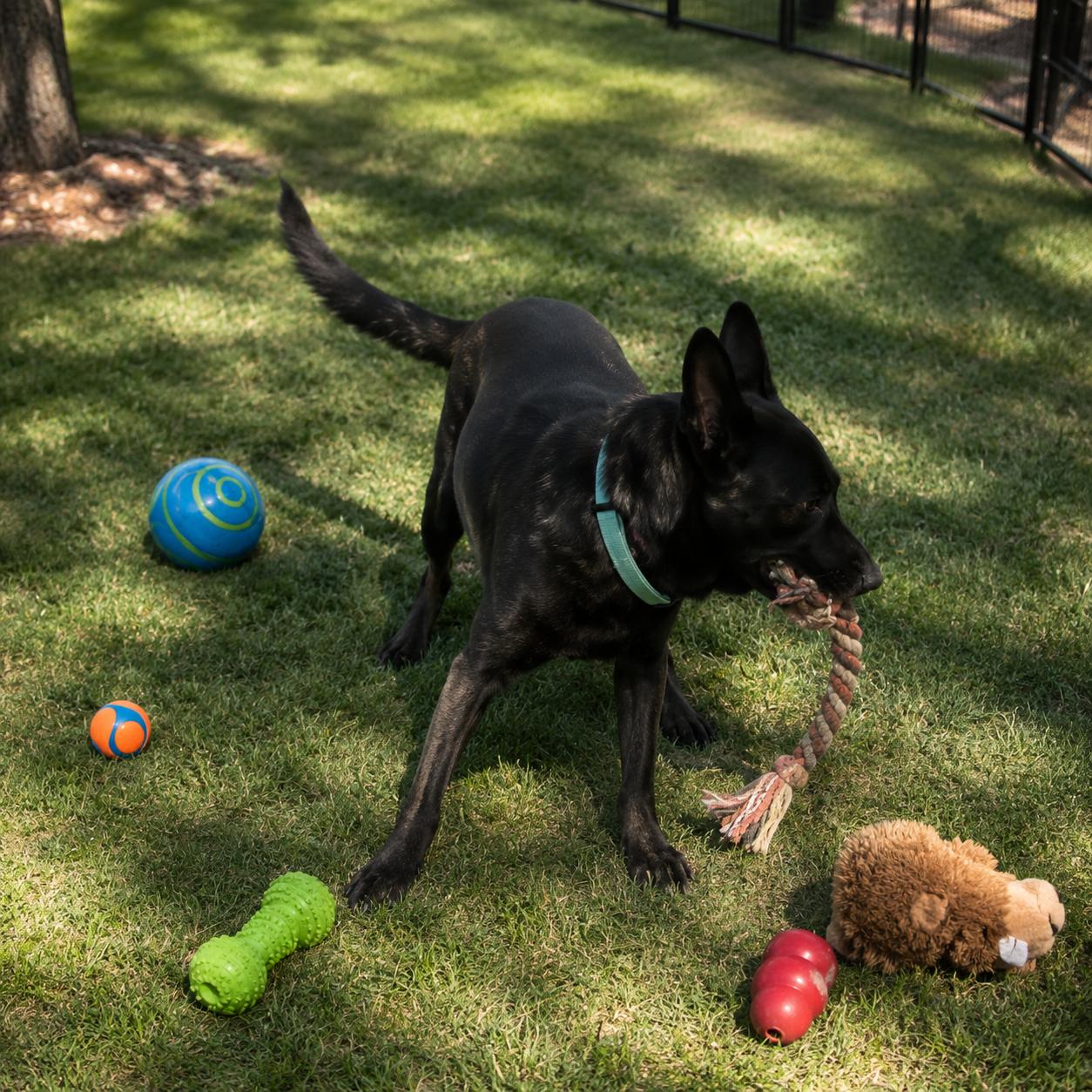 Enlarge Bear, a Adoptable mixed breed in Inez, TX image 3/5
