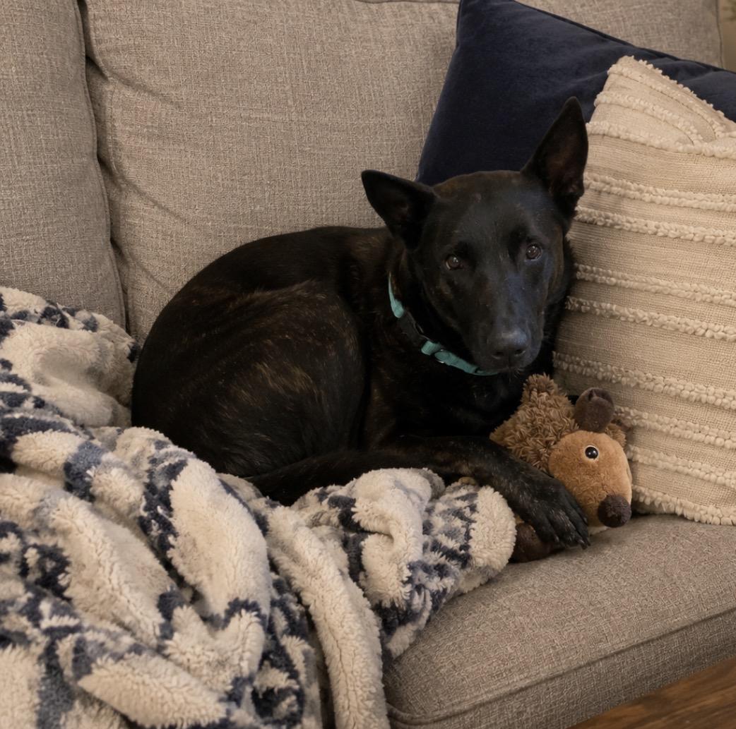 Enlarge Bear, a Adoptable mixed breed in Inez, TX image 4/5