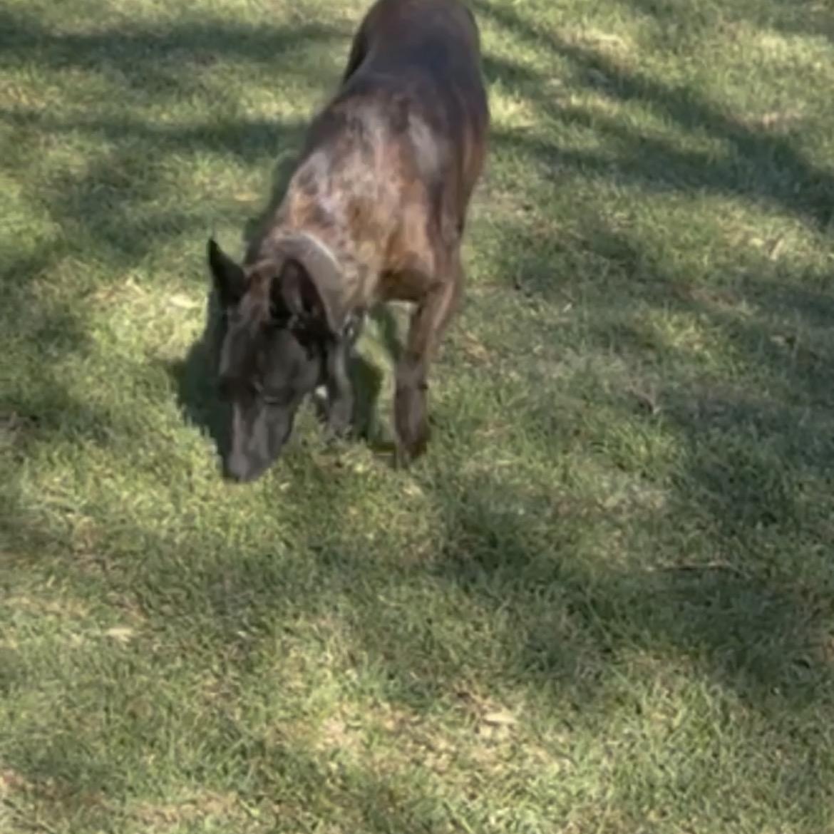 Enlarge Bear, a Adoptable mixed breed in Inez, TX image 5/5