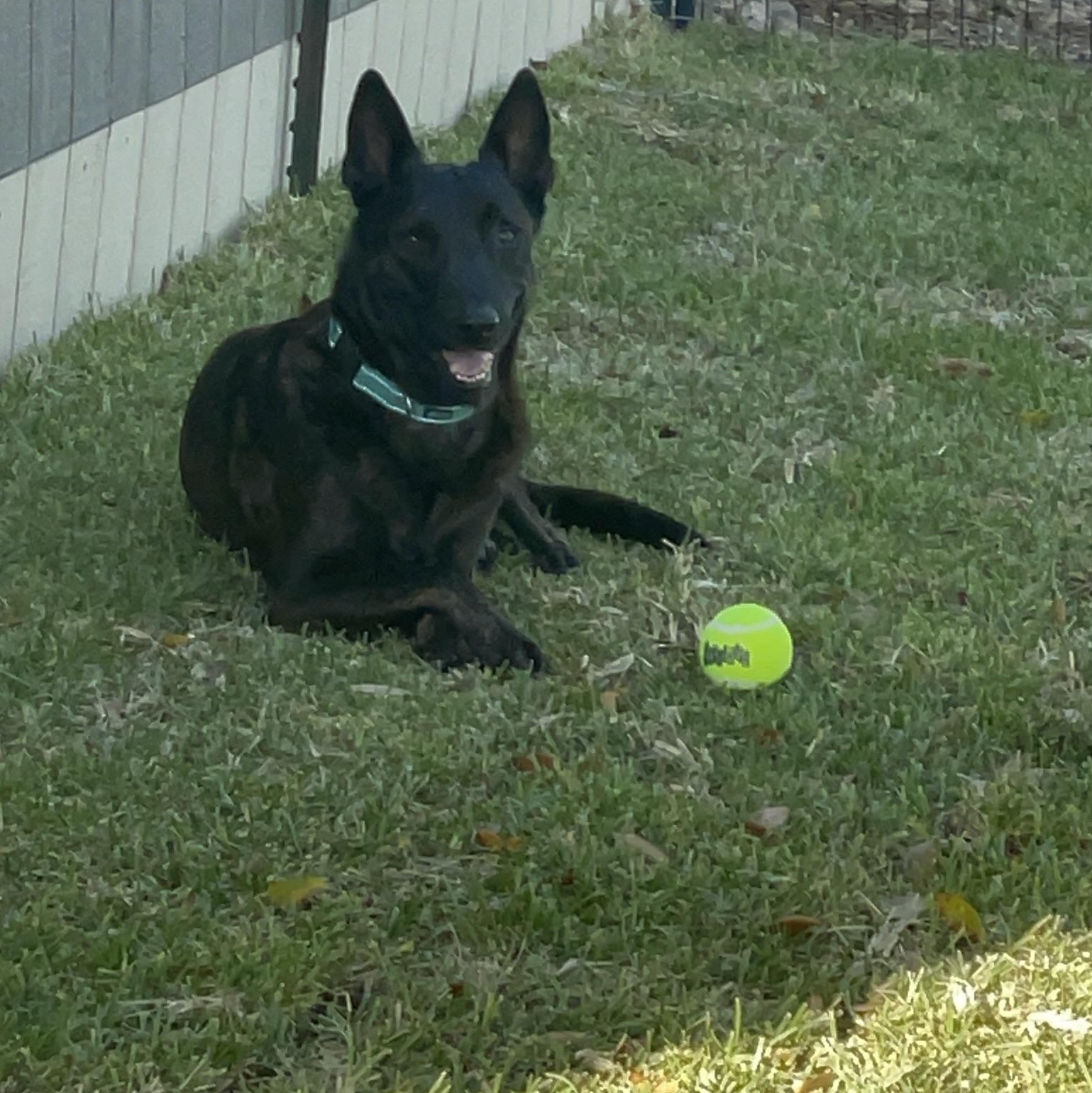 Enlarge Bear, a Adoptable mixed breed in Inez, TX image 2/5