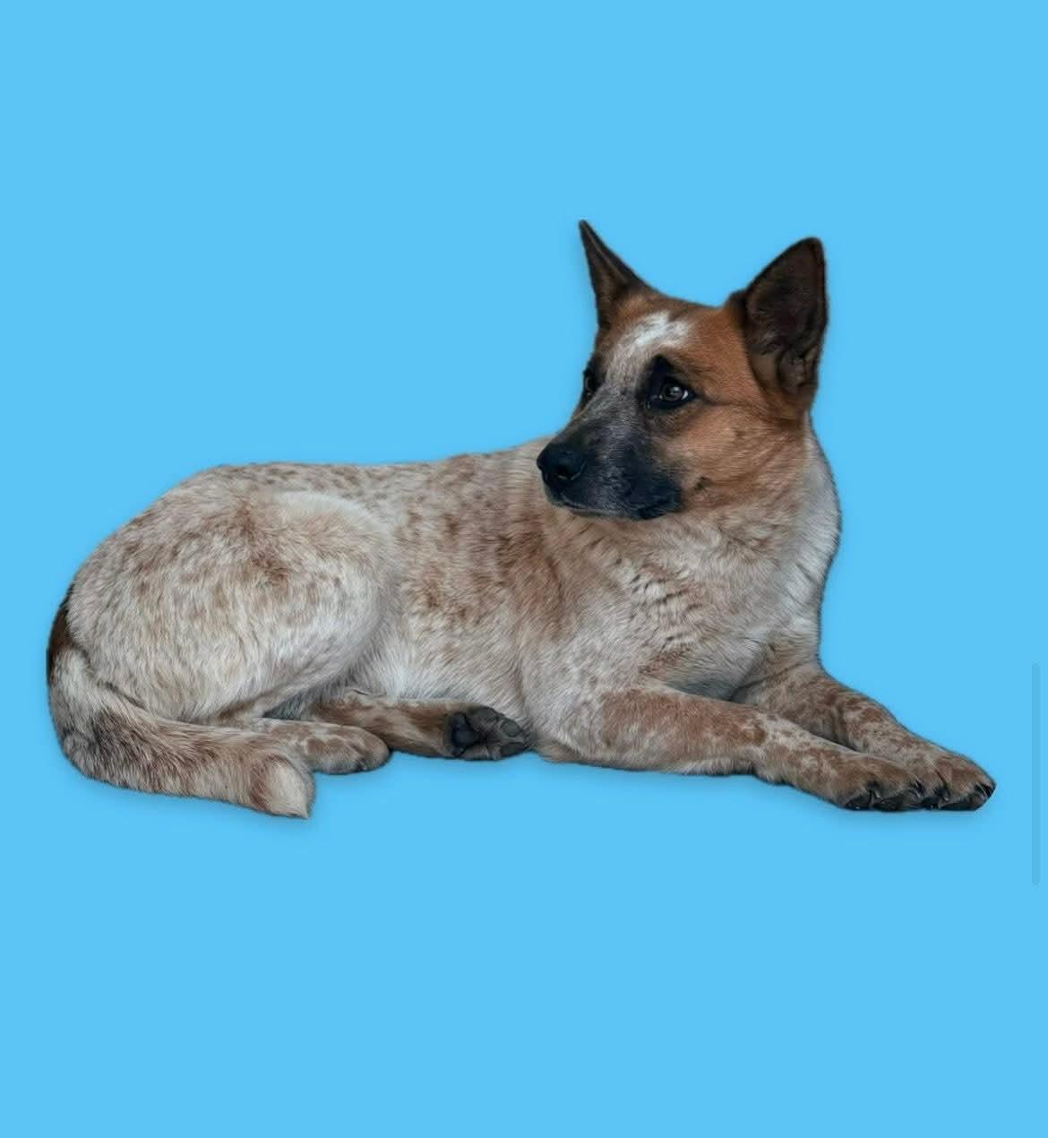 Sydney, adoptable, Adult Female Australian Cattle Dog / Blue Heeler.