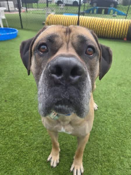Huck, ADOPTABLE, Adult Male Mastiff.
