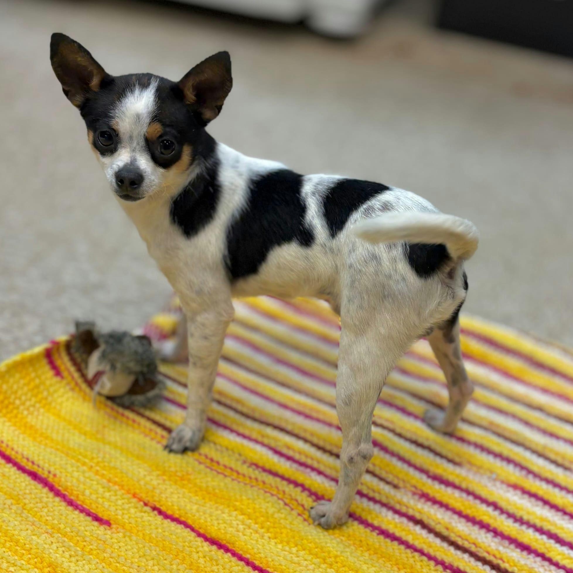 Dante, adopted, Young Male Chihuahua.