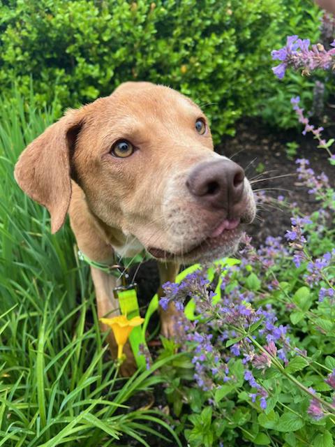 Hancock aka "Johnny Hancock", ADOPTABLE, Young Male Hound & Mixed Breed.
