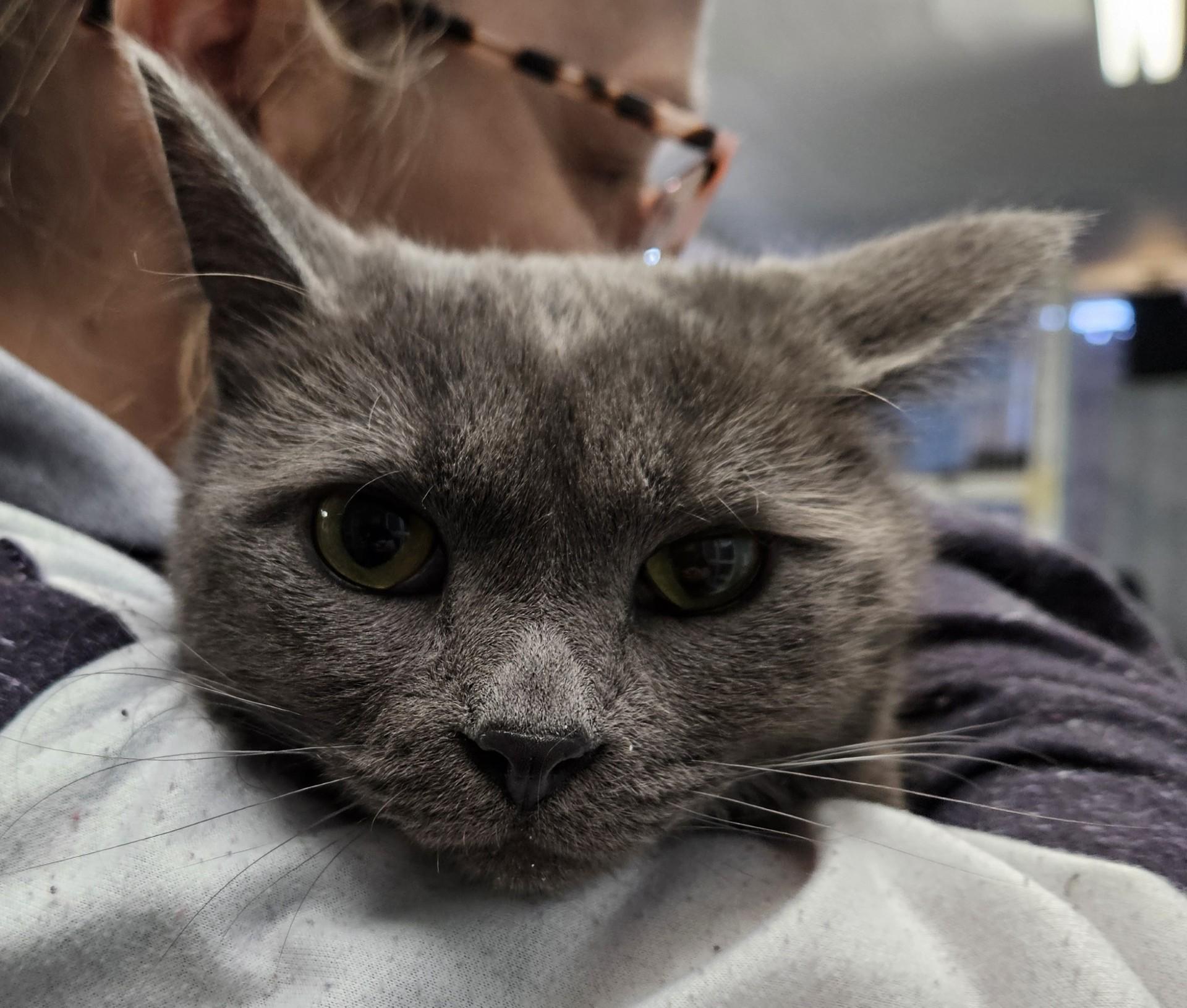 Luv Bug & Sweetheart Bonded Pair, ADOPTABLE, Adult Male Domestic Short Hair.