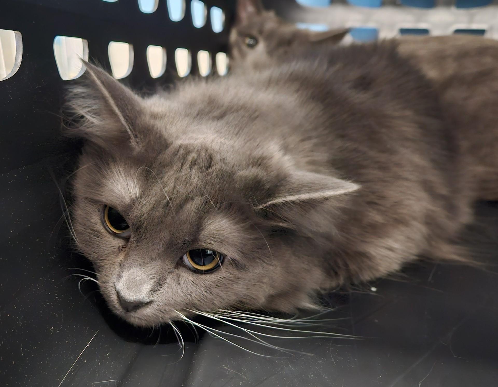 Enlarge Luv Bug & Sweetheart Bonded Pair, a ADOPTABLE Domestic Short Hair in Claremont, NH image 2/2