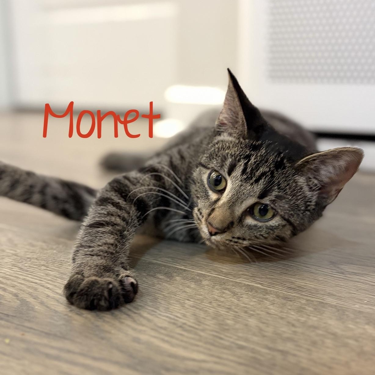 Enlarge Monet...life is her canvas—and she's painting it in purrs, a Adoptable mixed breed in Murfreesboro, TN image 1/3