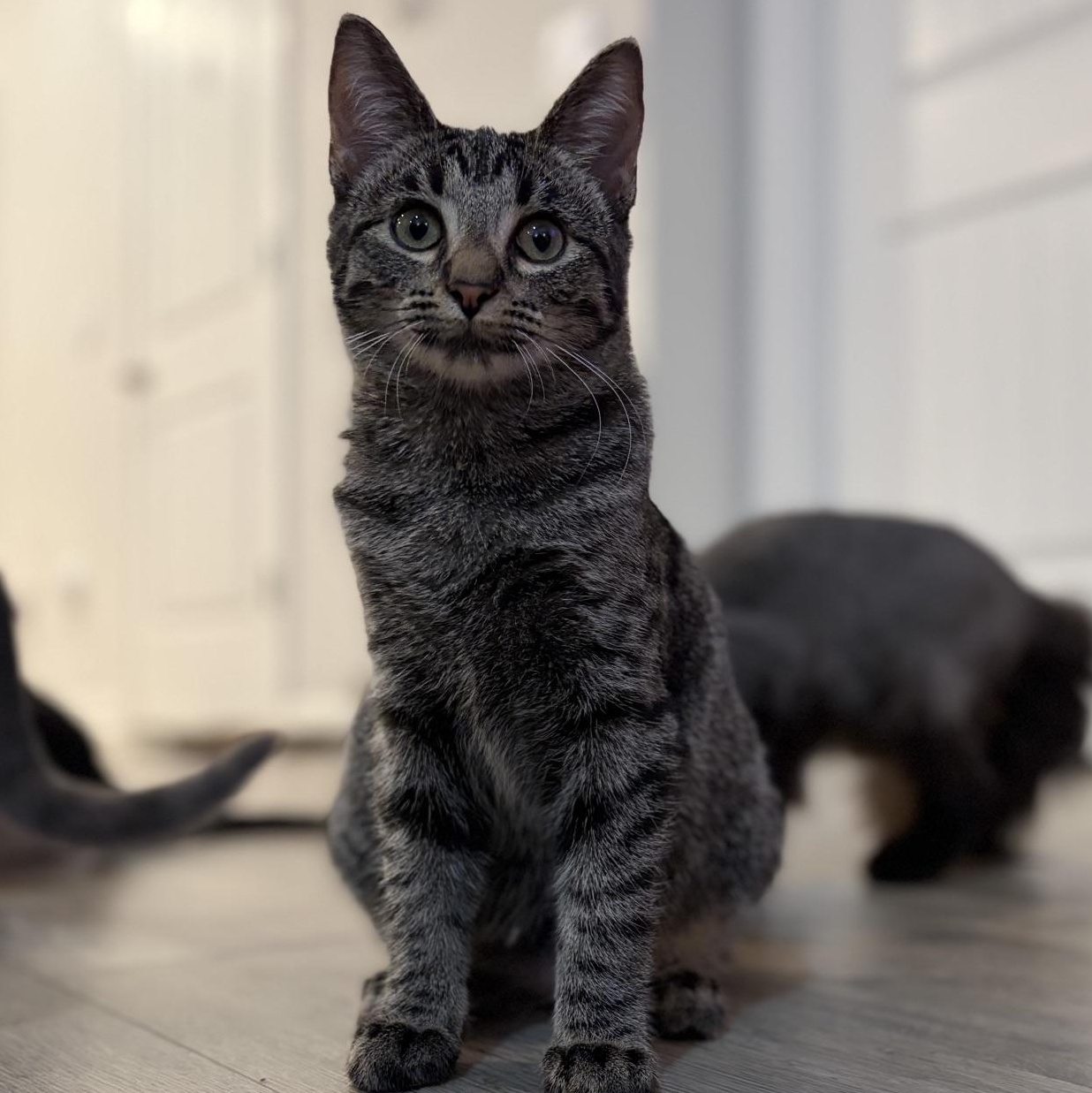 Enlarge Monet...life is her canvas—and she's painting it in purrs, a Adoptable mixed breed in Murfreesboro, TN image 2/3