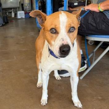 Frazier, Adoptable, Adult Male Pit Bull Terrier.