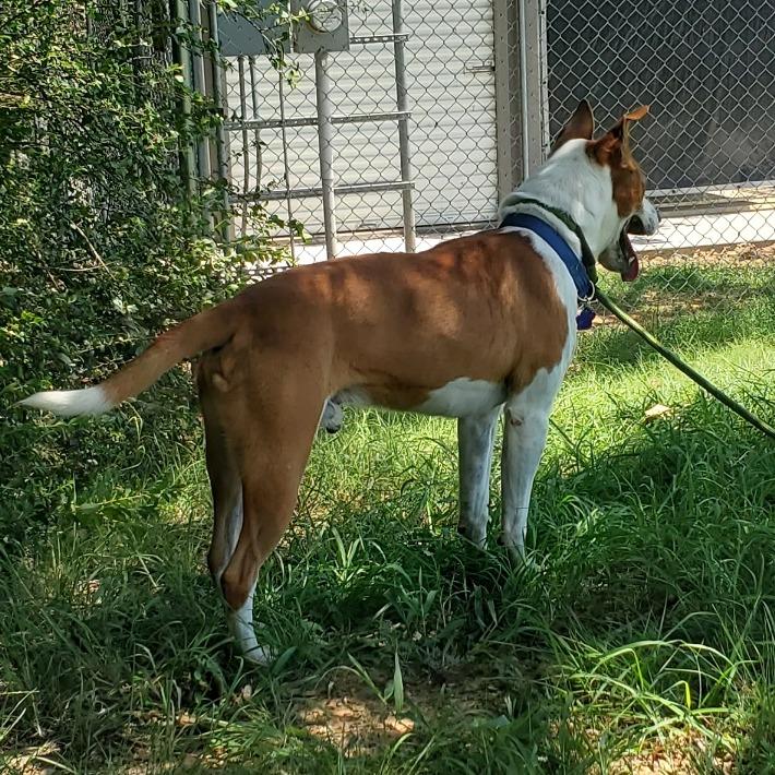Frazier, Adoptable, Adult Male Basenji & Mixed Breed.