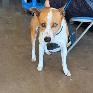 Frazier, a Adoptable Pit Bull Terrier in Denison, TX image 2/3