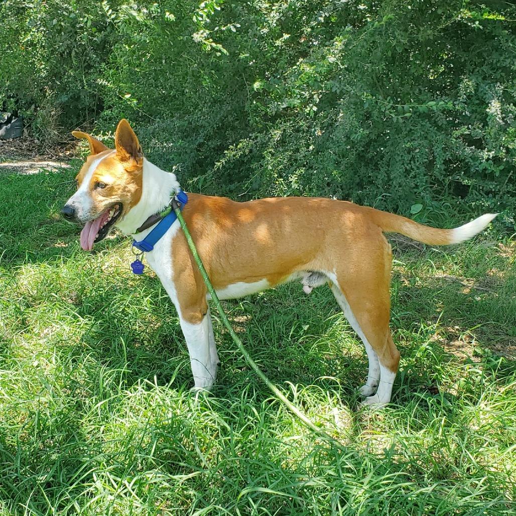 Frazier, a Adoptable mixed breed in Denison, TX image 2/4
