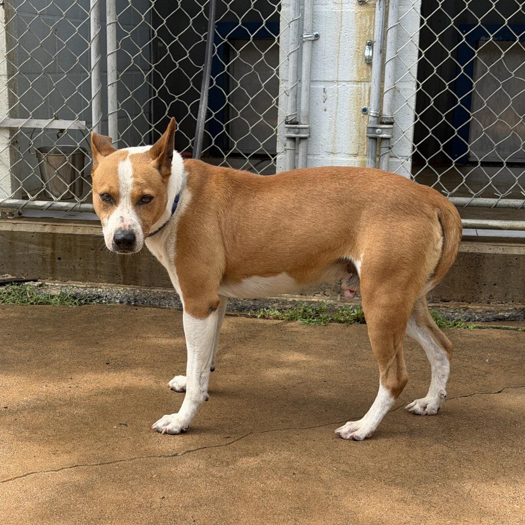 Frazier, a Adoptable Pit Bull Terrier in Denison, TX image 3/3