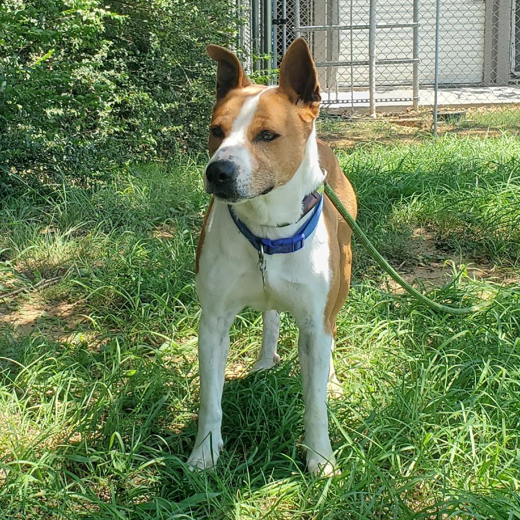 Frazier, a Adoptable mixed breed in Denison, TX image 3/4