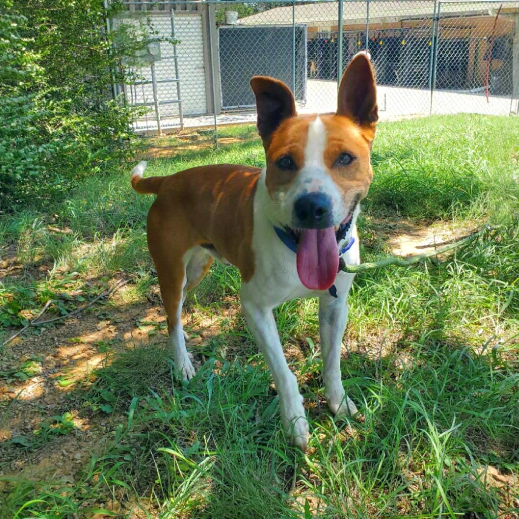 Frazier, a Adoptable mixed breed in Denison, TX image 4/4