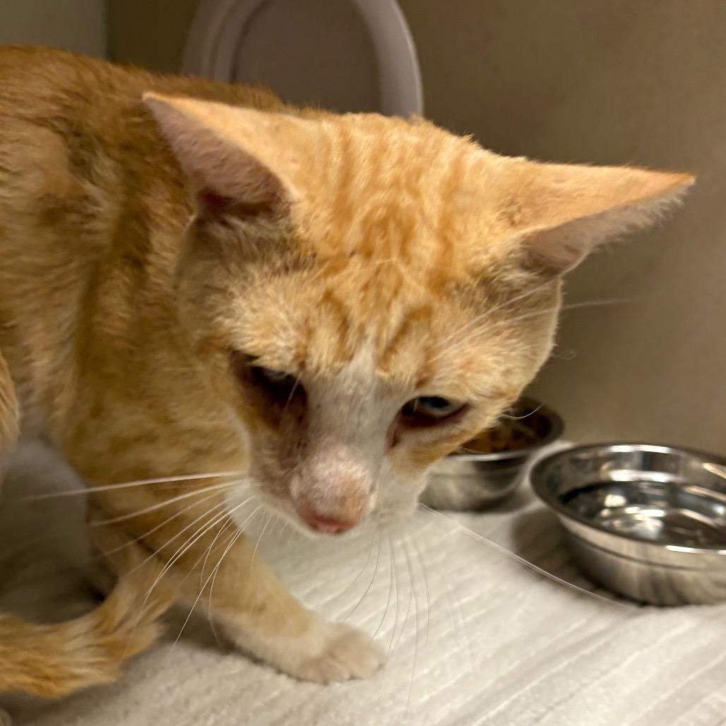 Bran — thumbnail 2