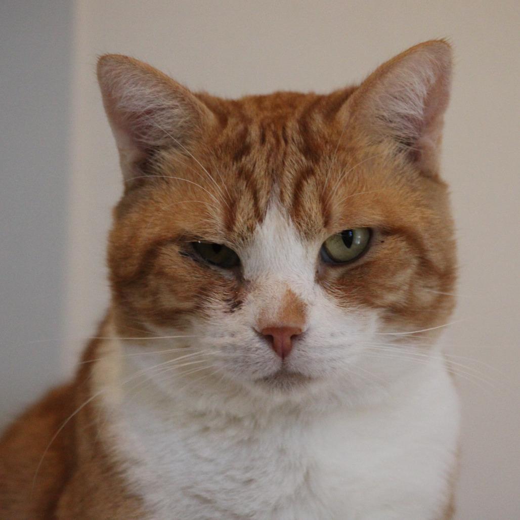 Bran — thumbnail 3