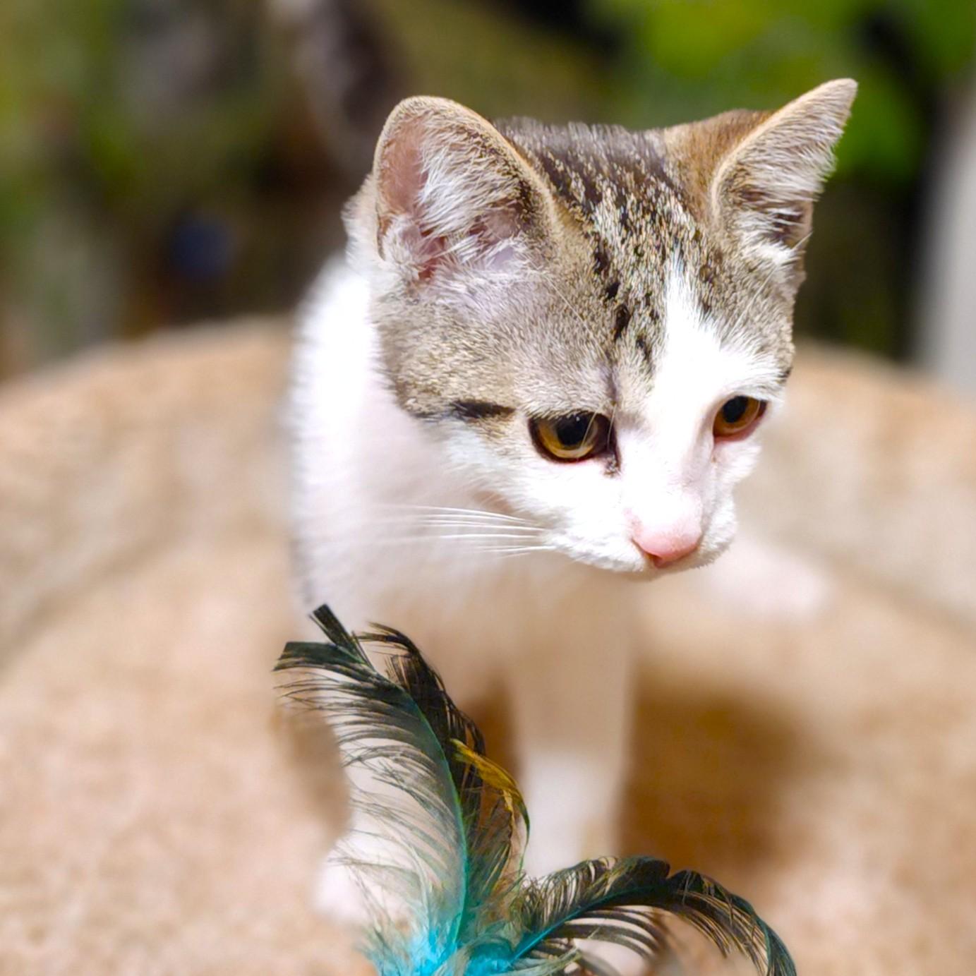 Candy Cuteness! thumbnail 4